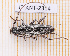  ( - JT-ANT-2314)  @11 [ ] CC-By (2025) Julien Touroult MNHN