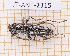  (Elaphidion quadrituberculatum - JT-ANT-2315)  @11 [ ] CC-By (2025) Julien Touroult MNHN
