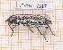  ( - JT-ANT-2317)  @11 [ ] CC-By (2025) Julien Touroult MNHN