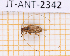  ( - JT-ANT-2342)  @11 [ ] CC-By (2025) Julien Touroult MNHN