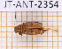  (Habrophora annulicornis - JT-ANT-2354)  @11 [ ] CC-By (2025) Julien Touroult MNHN