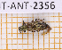  (Strongylium guadeloupense - JT-ANT-2356)  @11 [ ] CC-By (2025) Julien Touroult MNHN
