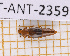  (Cillaeus - JT-ANT-2359)  @11 [ ] CC-By (2025) Julien Touroult MNHN