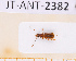  ( - JT-ANT-2382)  @11 [ ] CC-By (2025) Julien Touroult MNHN