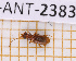  ( - JT-ANT-2383)  @11 [ ] CC-By (2025) Julien Touroult MNHN