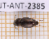  (Selenophorus latior - JT-ANT-2385)  @11 [ ] CC-By (2025) Julien Touroult MNHN