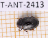  ( - JT-ANT-2413)  @11 [ ] CC-By (2025) Julien Touroult MNHN