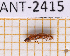  ( - JT-ANT-2415)  @11 [ ] CC-By (2025) Julien Touroult MNHN