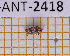  ( - JT-ANT-2418)  @11 [ ] CC-By (2025) Julien Touroult MNHN