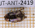  ( - JT-ANT-2419)  @11 [ ] CC-By (2025) Julien Touroult MNHN