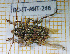  ( - BC-JT-ANT-246)  @11 [ ] Copyright (2020) Julien Touroult Museum national d'Histoire naturelle