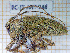  ( - BC-JT-ANT-248)  @11 [ ] Copyright (2020) Julien Touroult Museum national d'Histoire naturelle