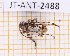  ( - JT-ANT-2488)  @11 [ ] CC-By (2025) Julien Touroult MNHN
