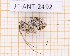  ( - JT-ANT-2492)  @11 [ ] CC-By (2025) Julien Touroult MNHN