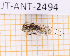  ( - JT-ANT-2494)  @11 [ ] CC-By (2025) Julien Touroult MNHN
