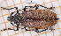  ( - JT-ANT-2500)  @11 [ ] CC-By (2025) Julien Touroult MNHN