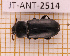  ( - JT-ANT-2514)  @11 [ ] CC-By (2025) Julien Touroult MNHN