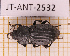  ( - JT-ANT-2532)  @11 [ ] CC-By (2025) Julien Touroult MNHN