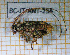  ( - BC-JT-ANT-254)  @11 [ ] Copyright (2020) Julien Touroult Museum national d'Histoire naturelle