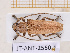  (Ataxia spinipennis - JT-ANT-2550)  @11 [ ] CC-By (2025) Julien Touroult MNHN
