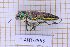  (Lampetis torquata - JT-ANT-2553)  @11 [ ] CC-By (2025) Julien Touroult MNHN