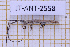  (Spalacopsis - JT-ANT-2558)  @11 [ ] CC-By (2025) Julien Touroult MNHN
