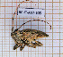  ( - BC-JT-ANT-305)  @11 [ ] Copyright (2020) Julien Touroult Museum national d'Histoire naturelle