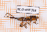  ( - BC-JT-ANT-318)  @11 [ ] Copyright (2020) Julien Touroult Museum national d'Histoire naturelle