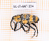  (Cholus martiniquensis - BC-JT-ANT-334)  @11 [ ] Copyright (2020) Julien Touroult Museum national d'Histoire naturelle