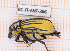  ( - BC-JT-ANT-366)  @11 [ ] Copyright (2020) Julien Touroult Museum national d'Histoire naturelle