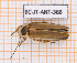  ( - BC-JT-ANT-368)  @11 [ ] Copyright (2020) Julien Touroult Museum national d'Histoire naturelle