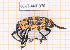  ( - BC-JT-ANT-370)  @11 [ ] Copyright (2020) Julien Touroult Museum national d'Histoire naturelle
