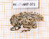  ( - BC-JT-ANT-371)  @11 [ ] Copyright (2020) Julien Touroult Museum national d'Histoire naturelle