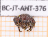 ( - BC-JT-ANT-376)  @11 [ ] Copyright (2020) Julien Touroult Museum national d'Histoire naturelle