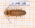  ( - BC-JT-ANT-388)  @11 [ ] Copyright (2020) Julien Touroult Museum national d'Histoire naturelle