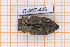  ( - JT-ANT-405)  @11 [ ] Copyright (2020) Julien Touroult Museum national d'Histoire naturelle