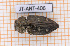  ( - JT-ANT-406)  @11 [ ] Copyright (2020) Julien Touroult Museum national d'Histoire naturelle