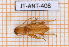  ( - JT-ANT-408)  @11 [ ] Copyright (2020) Julien Touroult Museum national d'Histoire naturelle