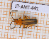  (Tylocerus - JT-ANT-441)  @11 [ ] Copyright (2020) Julien Touroult Museum national d'Histoire naturelle