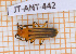  ( - JT-ANT-442)  @11 [ ] Copyright (2020) Julien Touroult Museum national d'Histoire naturelle