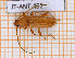  ( - JT-ANT-452)  @11 [ ] Copyright (2020) Julien Touroult Museum national d'Histoire naturelle