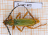  ( - JT-ANT-462)  @11 [ ] Copyright (2020) Julien Touroult Museum national d'Histoire naturelle