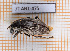  ( - JT-ANT-475)  @11 [ ] Copyright (2020) Julien Touroult Museum national d'Histoire naturelle
