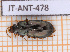  ( - JT-ANT-478)  @11 [ ] Copyright (2023) Julien Touroult Museum national d'Histoire naturelle