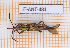  ( - JT-ANT-481)  @11 [ ] Copyright (2026) Julien Touroult Museum national d'Histoire naturelle