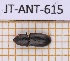  (Tenebroides transversicollis - JT-ANT-615)  @11 [ ] CC-By (2021) Julien Touroult Muséum national d'histoire naturelle, Paris