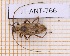  ( - JT-ANT-766)  @11 [ ] CC-By (2021) Julien Touroult Muséum national d'histoire naturelle, Paris