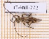  ( - JT-ANT-772)  @11 [ ] CC-By (2021) Julien Touroult Muséum national d'histoire naturelle, Paris