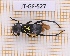 (Mecometopus polygenus - JT-GF-527)  @11 [ ] CC-By (2025) Julien Touroult MNHN
