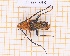  (Oideterus crenatocerus - JT-GF-533)  @11 [ ] CC-By (2025) Julien Touroult MNHN